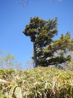 爽やかな五月晴れの薮漕ぎ登山…恵那山・黒沢（点名）_c0359615_22143522.jpg