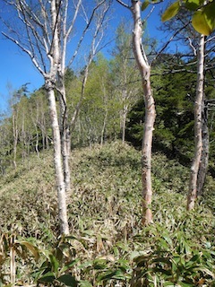 爽やかな五月晴れの薮漕ぎ登山…恵那山・黒沢（点名）_c0359615_22143567.jpg