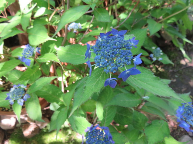 b0344816_18525507.jpeg