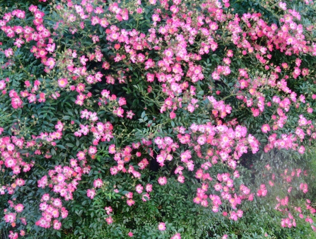 b0344816_21155632.jpeg