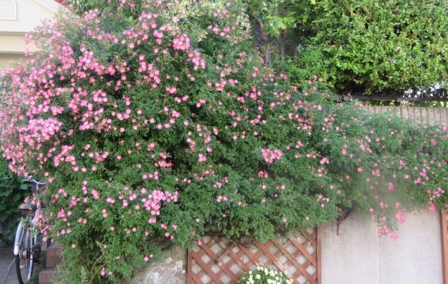 b0344816_21161115.jpeg