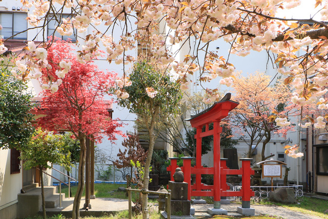 日吉神社・稲荷神社の八重桜_f0373317_16325543.jpg