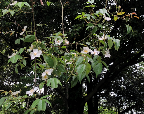 b0181818_08155809.png
