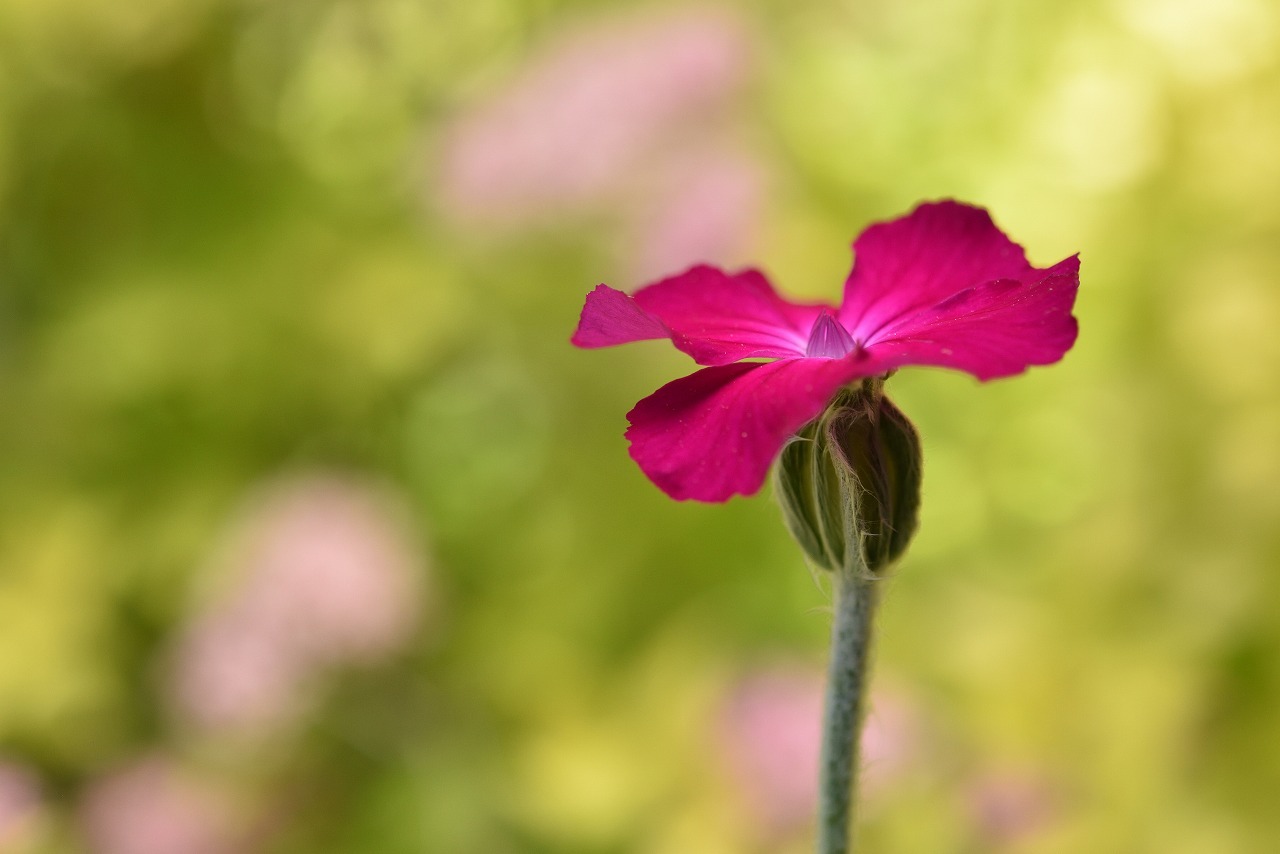 しばらく花が続きます_e0037126_22091393.jpg