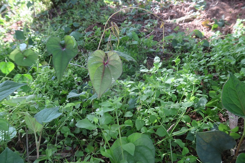 植物の多様性とインプレッサの変遷_f0076731_19540990.jpg