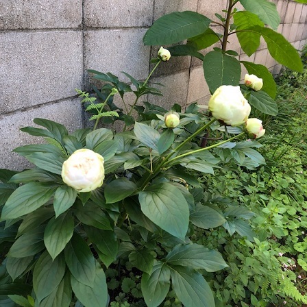 c0367433_09130568.jpeg