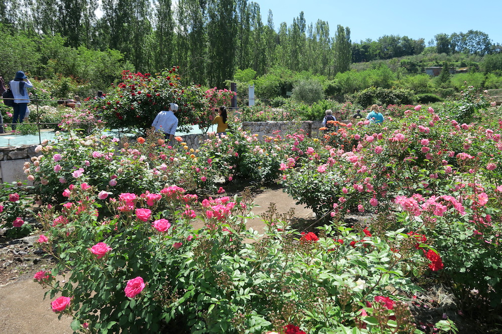 古の女神の森のバラの庭園、Vacunae Rosae_f0234936_6503156.jpg