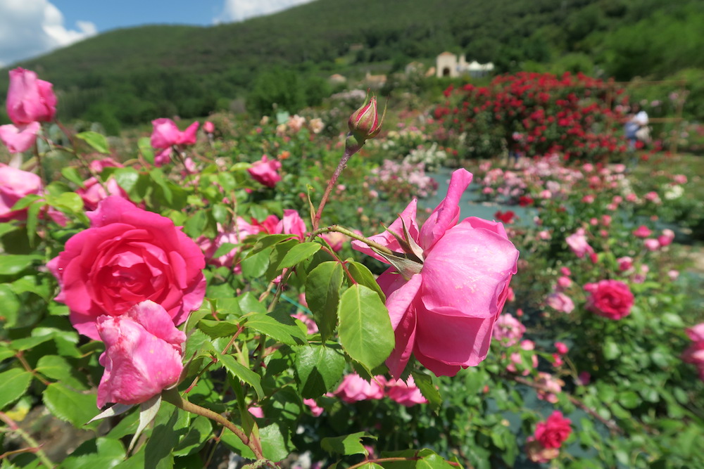 古の女神の森のバラの庭園、Vacunae Rosae_f0234936_655421.jpg