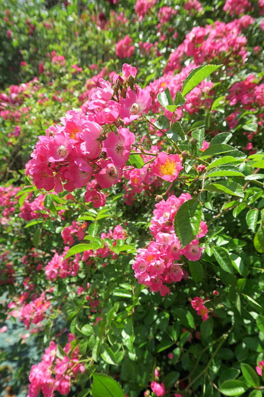 古の女神の森のバラの庭園、Vacunae Rosae_f0234936_6564443.jpg