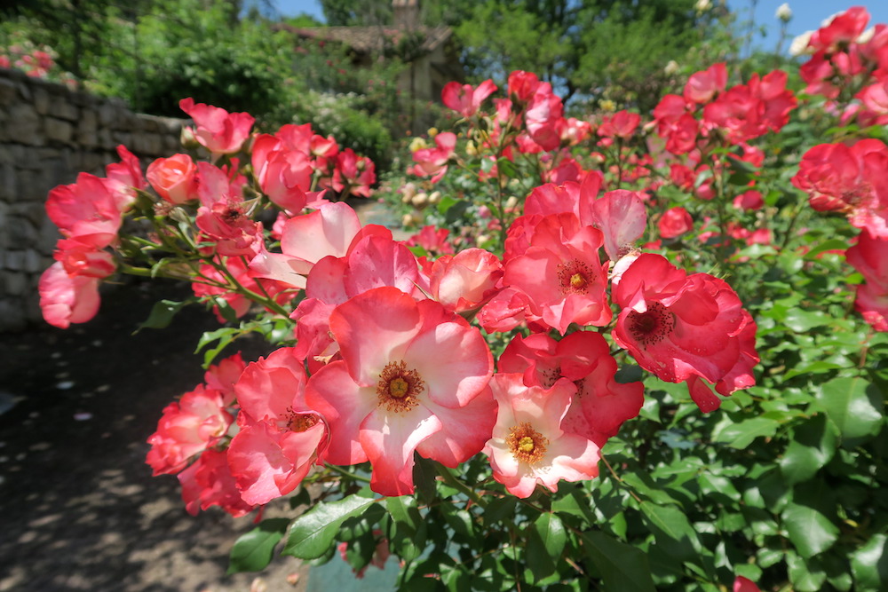 古の女神の森のバラの庭園、Vacunae Rosae_f0234936_7132776.jpg