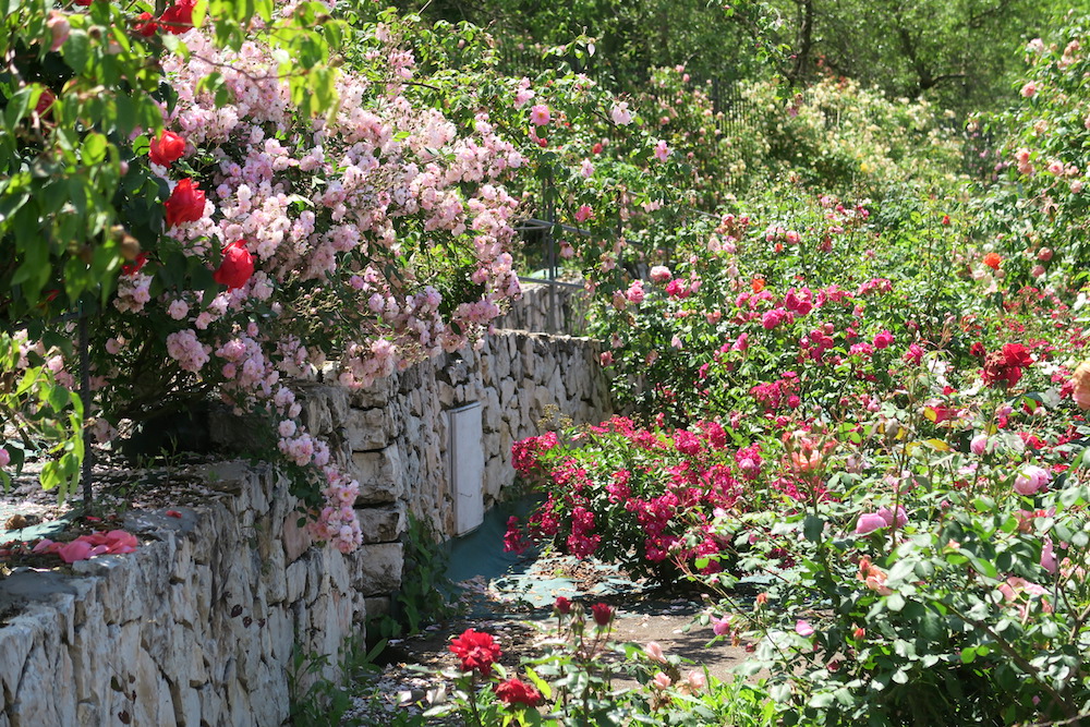 古の女神の森のバラの庭園、Vacunae Rosae_f0234936_7384071.jpg