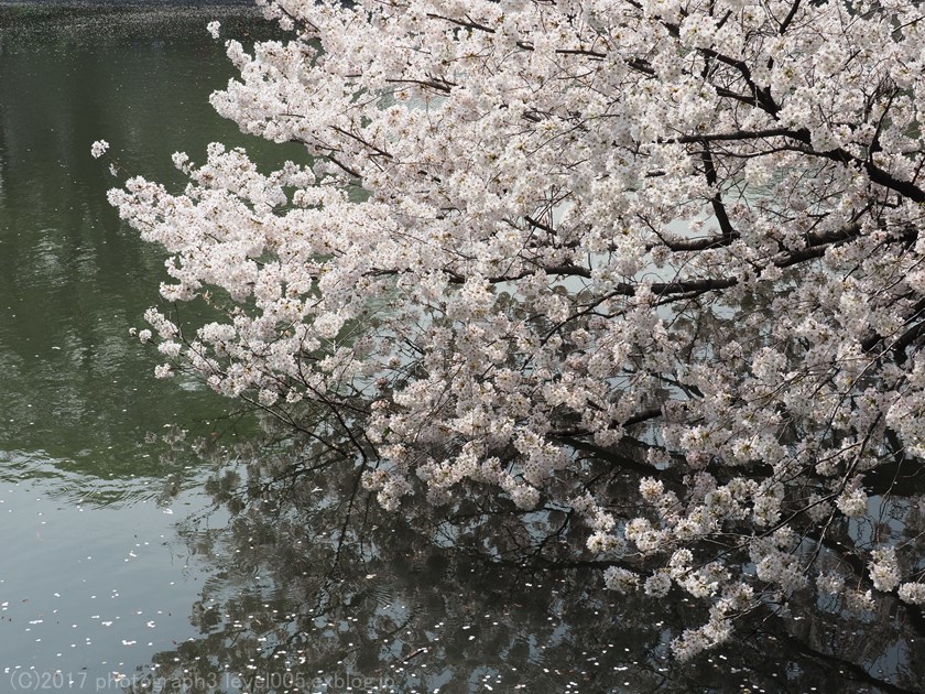 新宿御苑 桜_e0362037_21020738.jpg