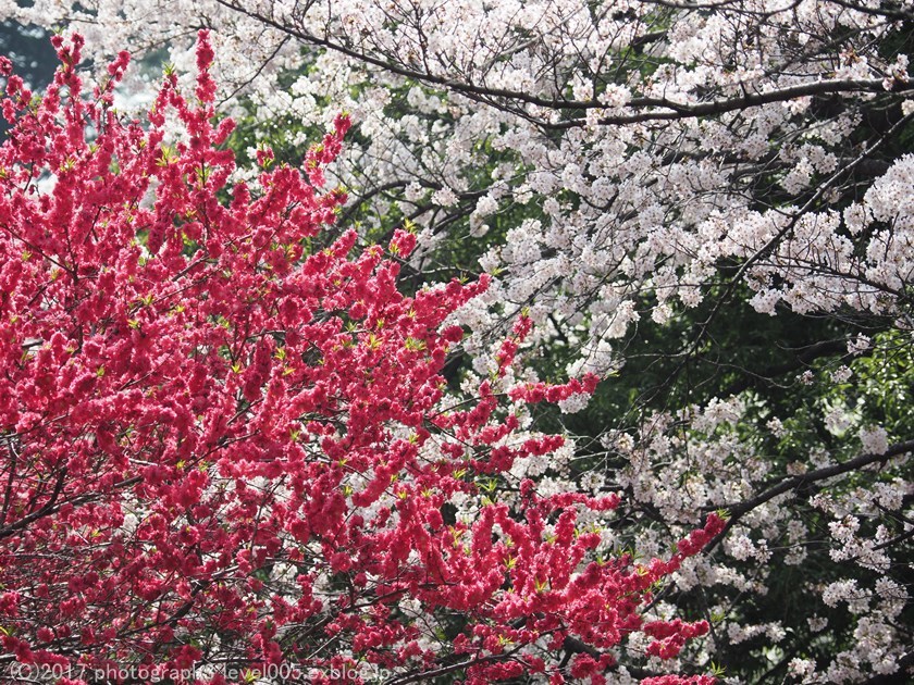 新宿御苑 桜_e0362037_21021128.jpg