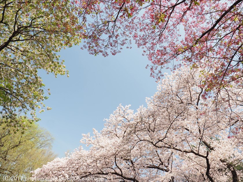 新宿御苑 桜_e0362037_21021676.jpg