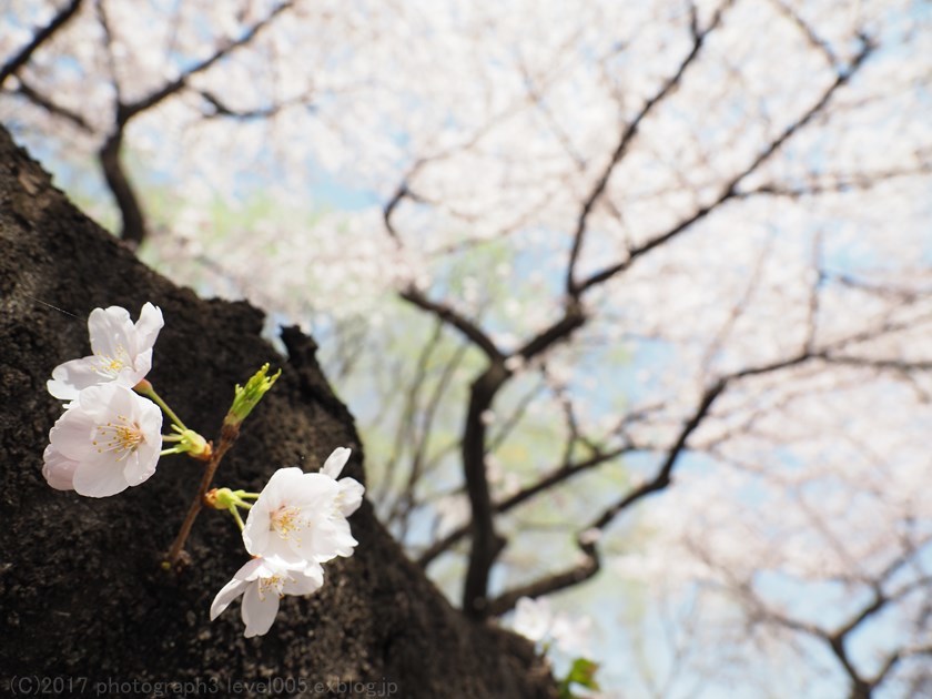 新宿御苑 桜_e0362037_21023250.jpg