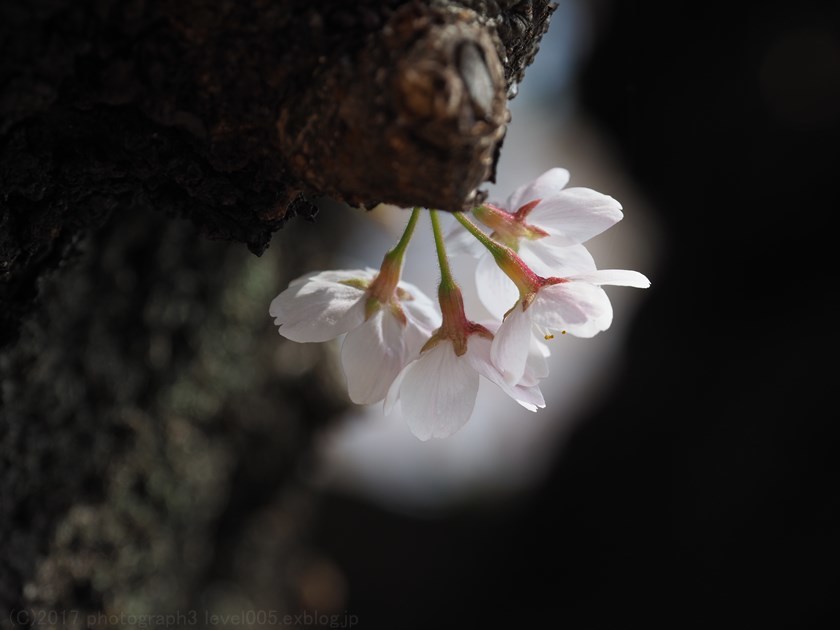 新宿御苑 桜_e0362037_21023610.jpg