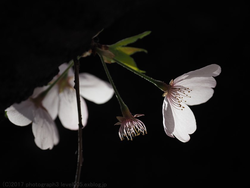 新宿御苑 桜_e0362037_21023825.jpg