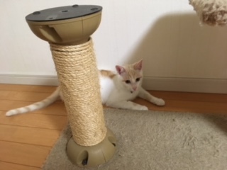 いろいろな出来事が動き始めました_f0223942_21141148.jpg
