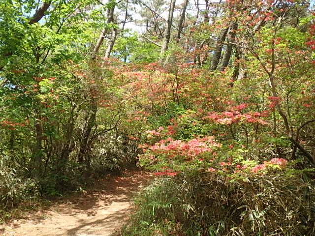 紅葉谷　花のトレッキング　おじさんの休日_f0334143_8105773.jpg