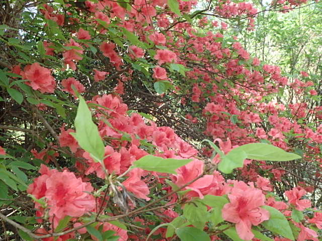 紅葉谷　花のトレッキング　おじさんの休日_f0334143_811526.jpg