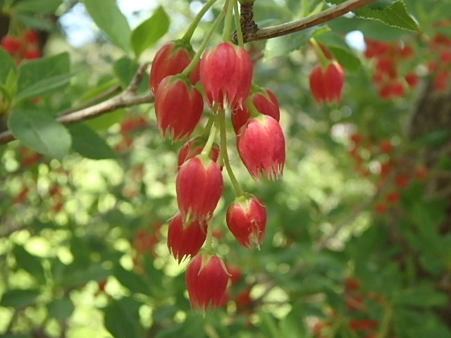 紅葉谷　花のトレッキング　おじさんの休日_f0334143_8124051.jpg