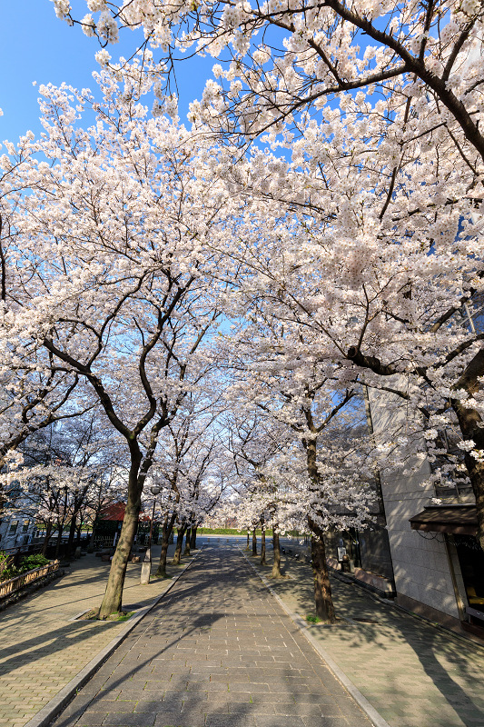 桜咲く京都2018　祇園白川・桜散歩_f0155048_054997.jpg