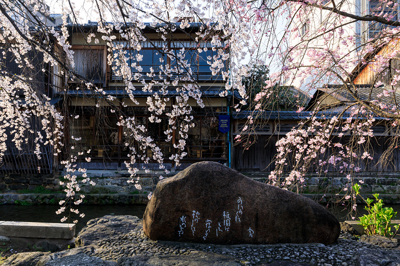桜咲く京都2018　祇園白川・桜散歩_f0155048_07323.jpg