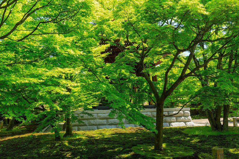 智積院・春の花たち_f0155048_23463372.jpg
