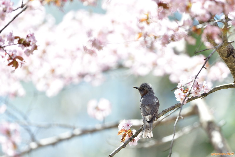 桜の終わりには・・・ヒヨドリとて。_f0194048_15051259.jpg