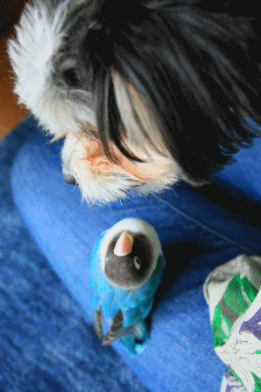 c0145250_11282760.gif