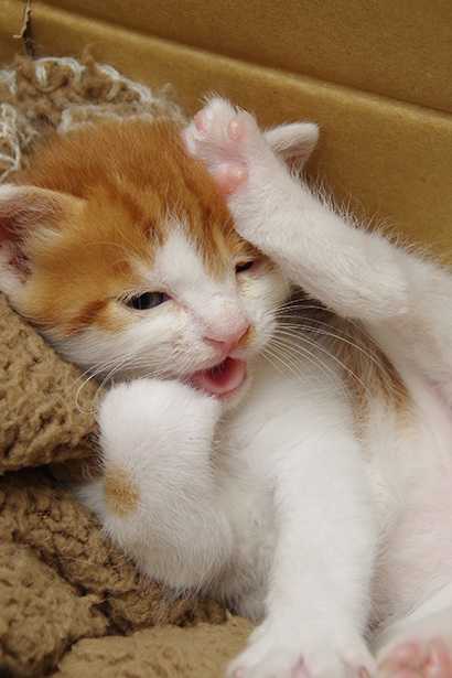 仔猫の季節_a0028451_02084355.jpg