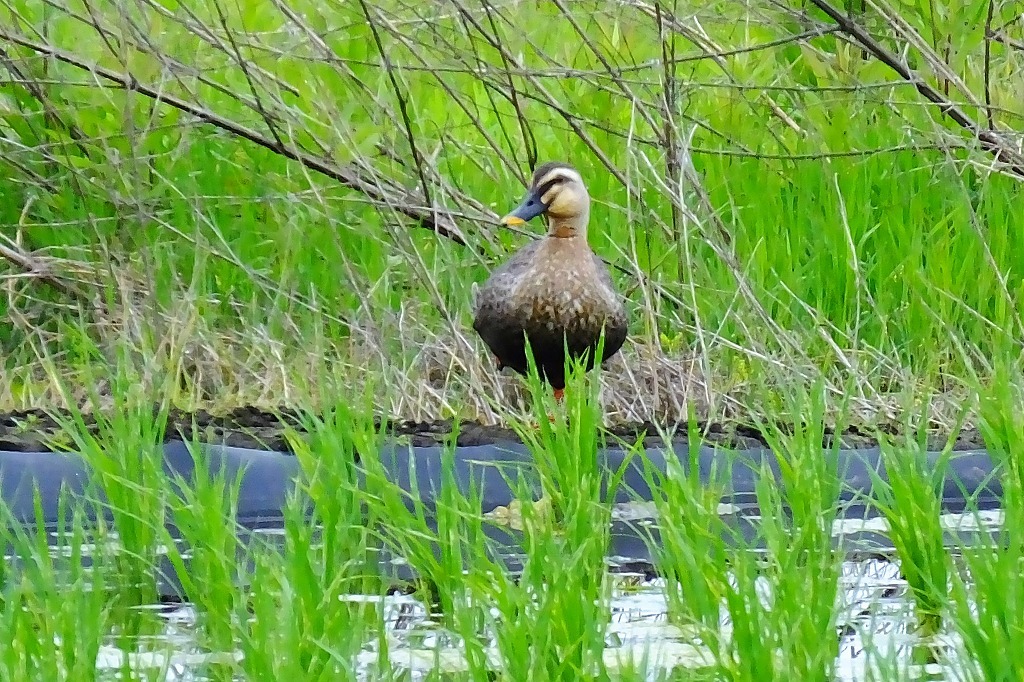 田んぼの鳥たち ぶらり散歩 四季折々フォト日記 田んぼの鳥たち ぶらり散歩 四季折々フォト日記