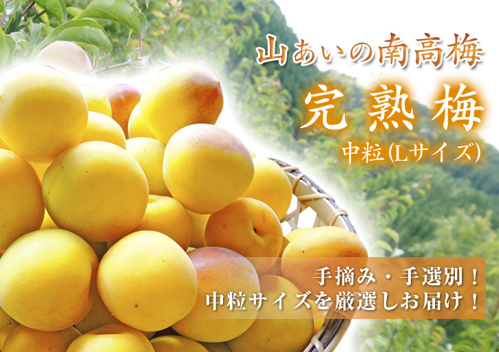 山あいの南高梅　平成30年度の先行予約受付スタート！数量限定！早い者勝ち！です!!_a0254656_17190078.jpg