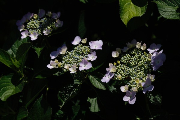 a0248459_14412170.jpg
