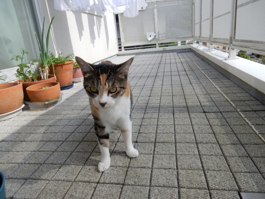 ’18,5,21(月)それぞれの国の素晴らしさ!_f0060461_16020430.jpg