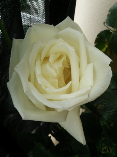 d0193569_08142090.jpg