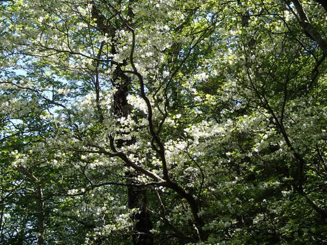 2018.5.20 雨上がりの三方倉山に_a0344771_20232755.jpg