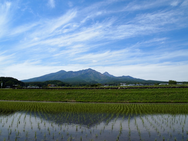 胡桃の花 八ヶ岳 革 ときどき くるみ