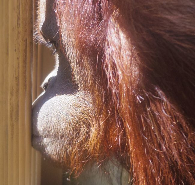 5月20日の円山動物園のアイ、ユキヒョウたち、オラン、テナガたち_b0014576_16275470.jpg