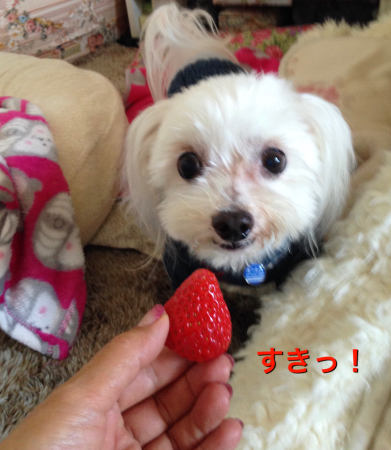 b0193480_15374299.jpeg