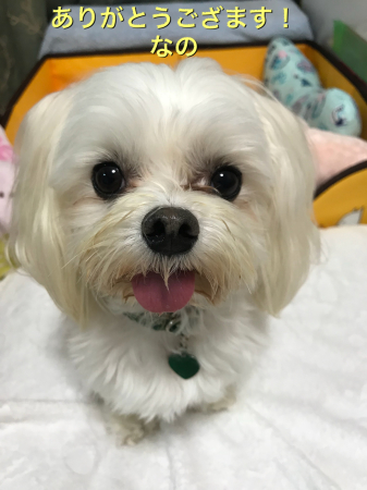 b0193480_15382308.jpeg