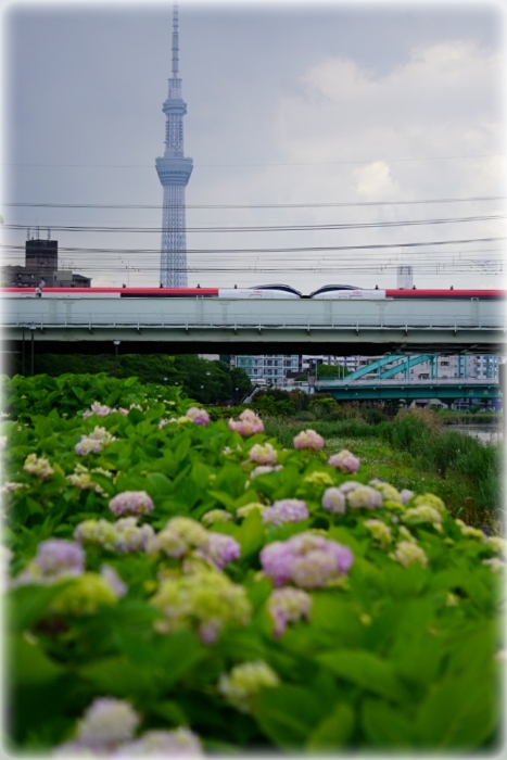 旧中川水辺公園 とまれみよ