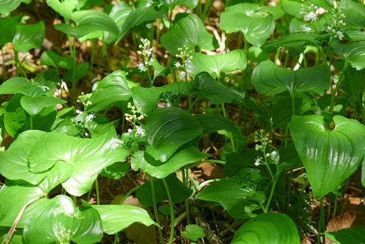 ５月２１日「昼刊」大きな筆で撫でた空！_a0130586_14521466.jpg