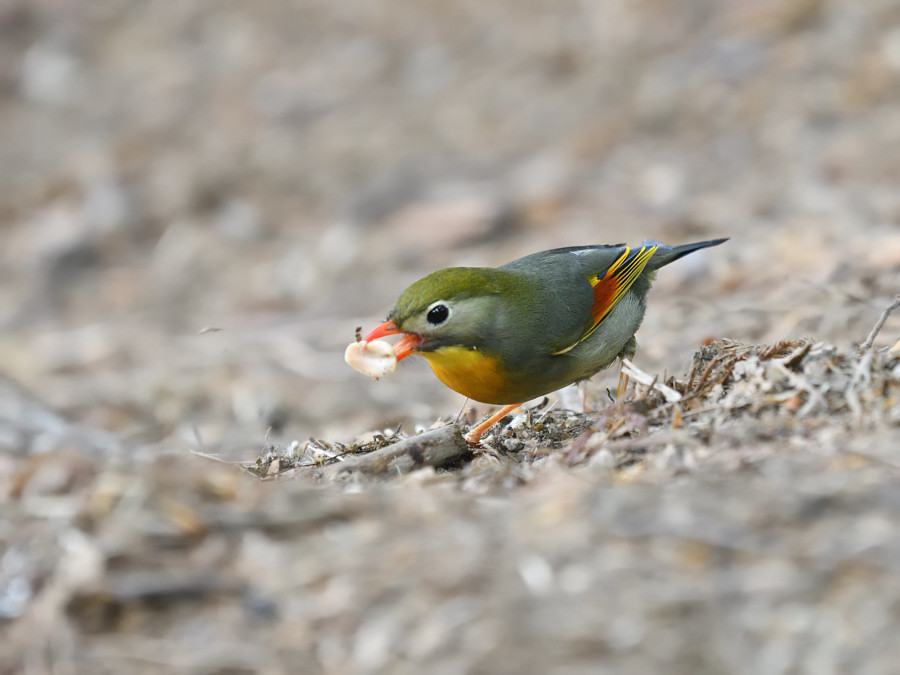 2018 05 18 ミソっちに会いに行こうツアー♪　 ソウシチョウ編_a0143491_01363926.jpg