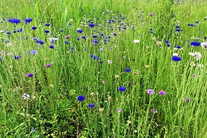 e0277800_11595811.jpg