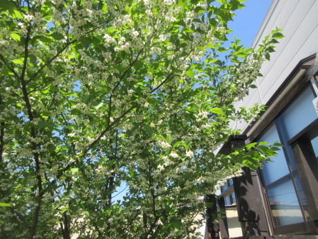 a0203003_19232977.jpg