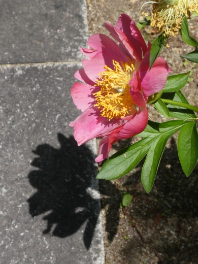 c0062511_21374928.jpg