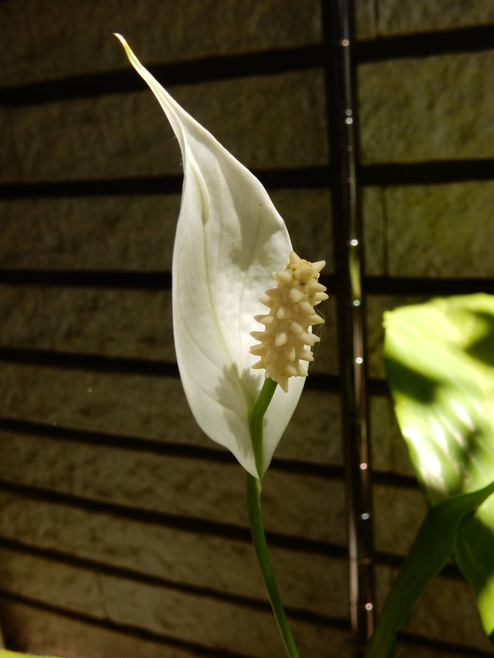 一気に夏日:一輪だけ咲いたシバザクラ_c0025115_22213041.jpg