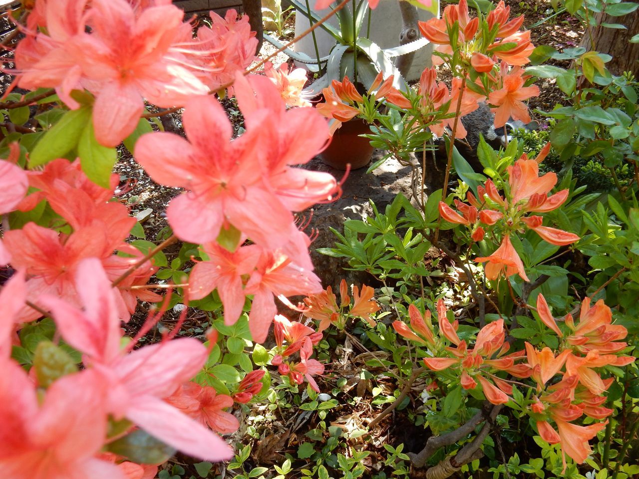 一気に夏日:一輪だけ咲いたシバザクラ_c0025115_22222003.jpg