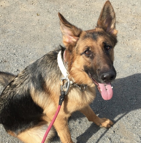 ナゼにシェパードなのか Hiwahiwa Ohana